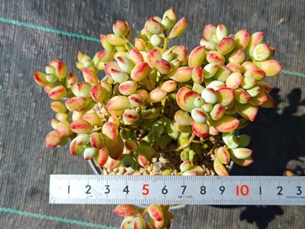 Cotyledon Pendens – Image 3