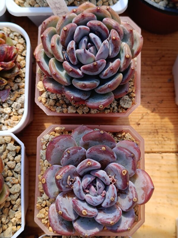 Echeveria Misty Garden – Image 2