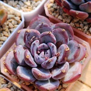 Echeveria Misty Garden