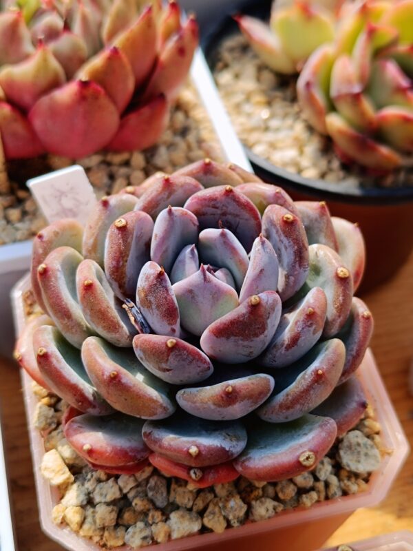 Echeveria Misty Garden – Image 3