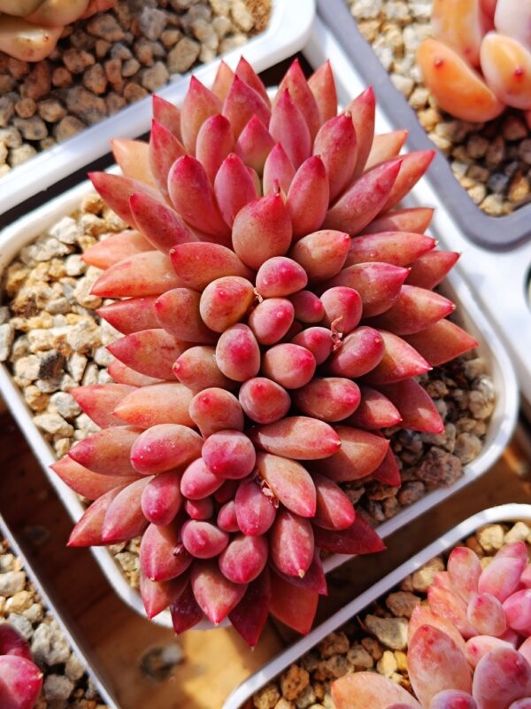 Pachyphytum YuMeiRen cluster – Image 2