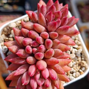 Pachyphytum YuMeiRen cluster