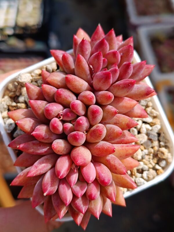 Pachyphytum YuMeiRen cluster