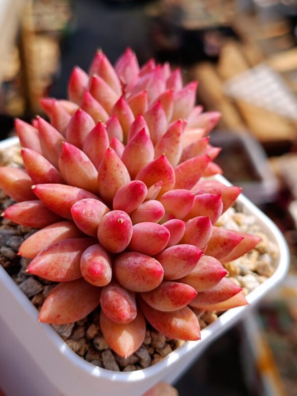 Pachyphytum YuMeiRen cluster – Image 3