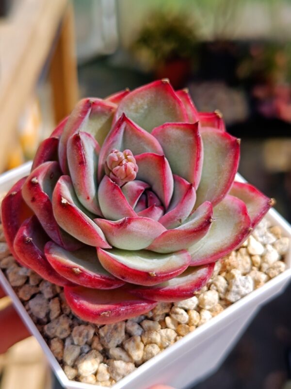 Echeveria Chubby Bunny – Image 2