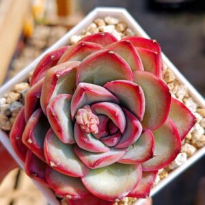 Echeveria Chubby Bunny