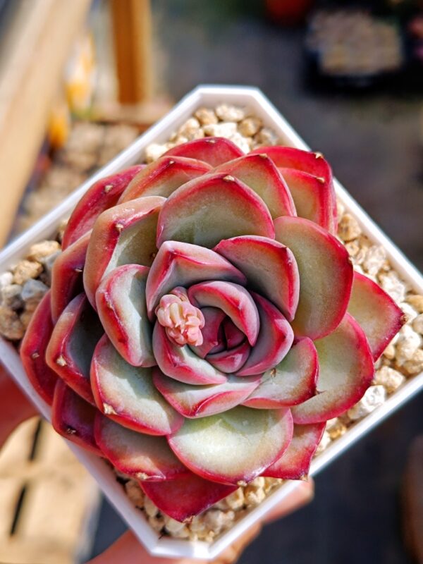 Echeveria Chubby Bunny