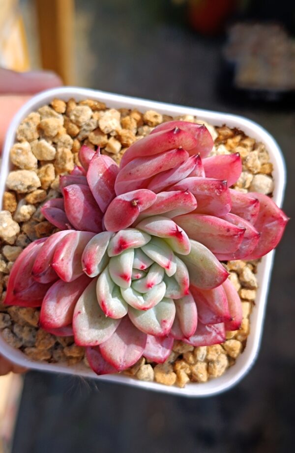 Echeveria Patiti – Image 3