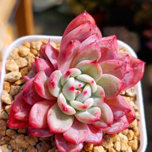 Echeveria Patiti