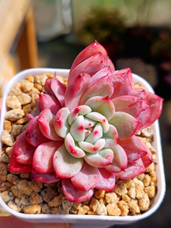 Echeveria Patiti