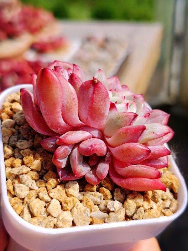 Echeveria Patiti – Image 2