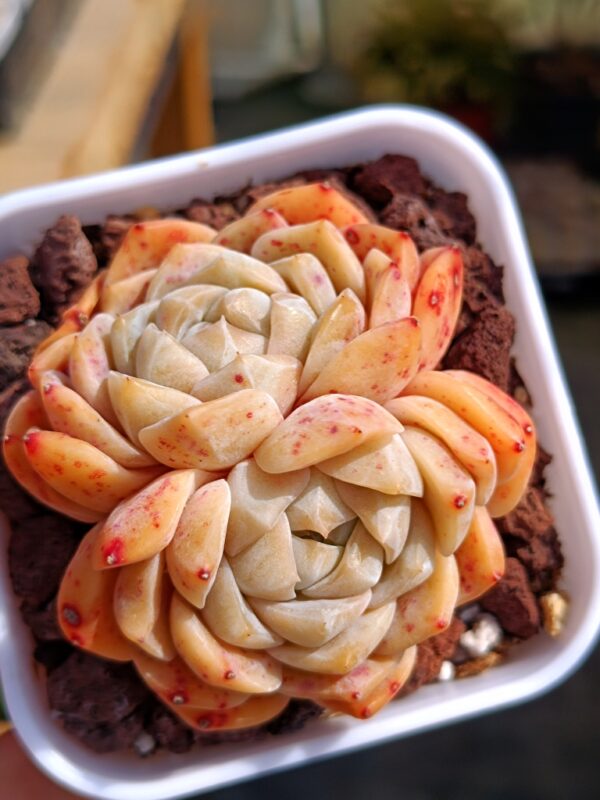 Echeveria Apparition Hybrid double têtes