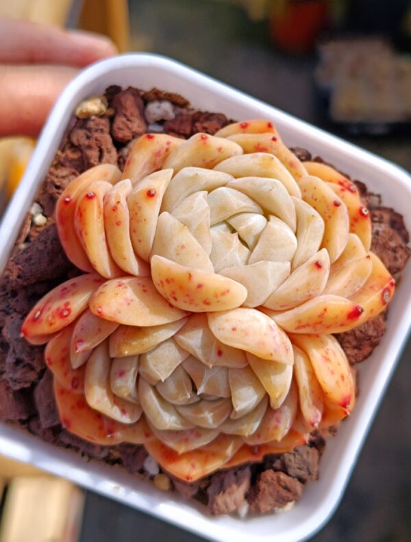 Echeveria Apparition Hybrid double têtes – Image 2