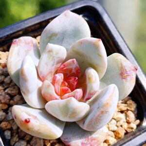 Echeveria Snow Angel Sugar Heart