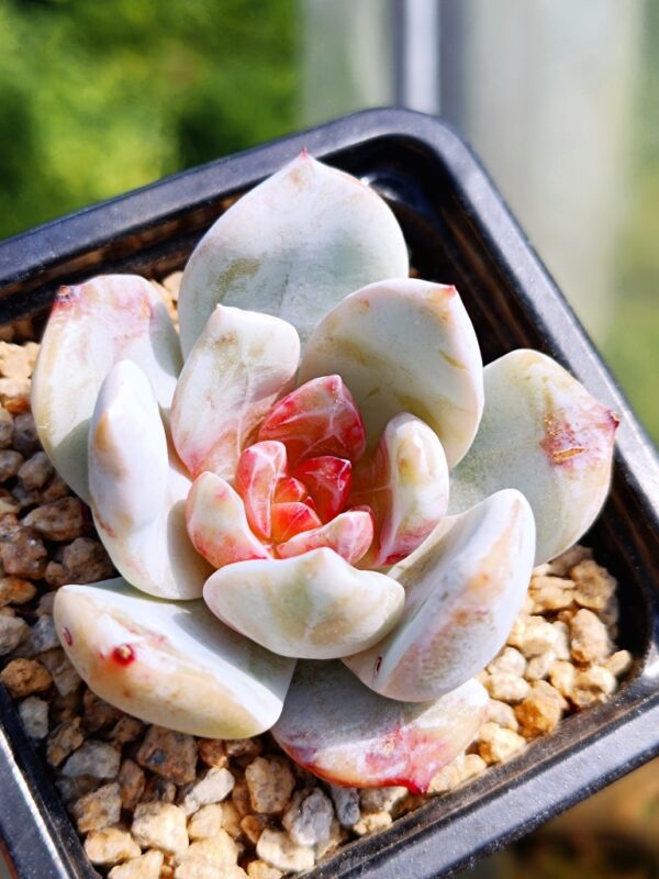Echeveria Snow Angel Sugar Heart