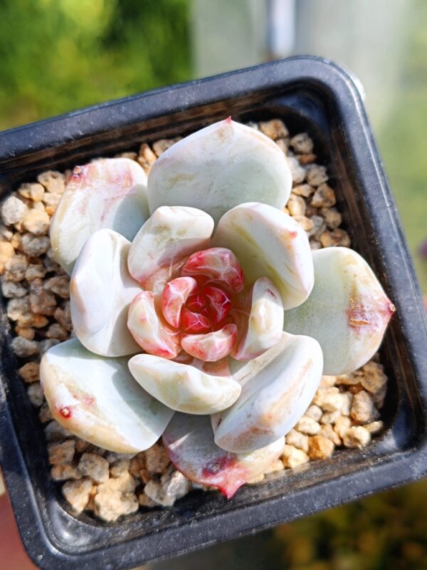 Echeveria Snow Angel Sugar Heart – Image 3
