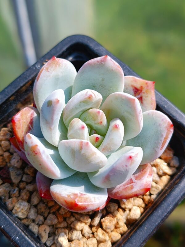 Echeveria Snow Angel Sugar Heart – Image 2