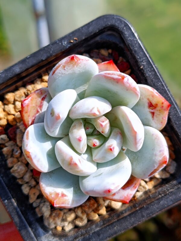 Echeveria Snow Angel Sugar Heart – Image 4