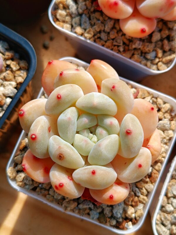 Echeveria Ice Orange
