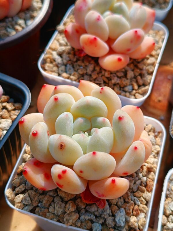 Echeveria Ice Orange – Image 3