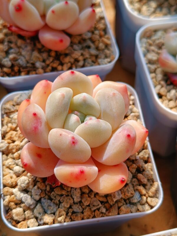 Echeveria Ice Orange – Image 2