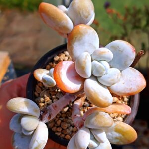 Pachytphytum Cuicatecanum cluster
