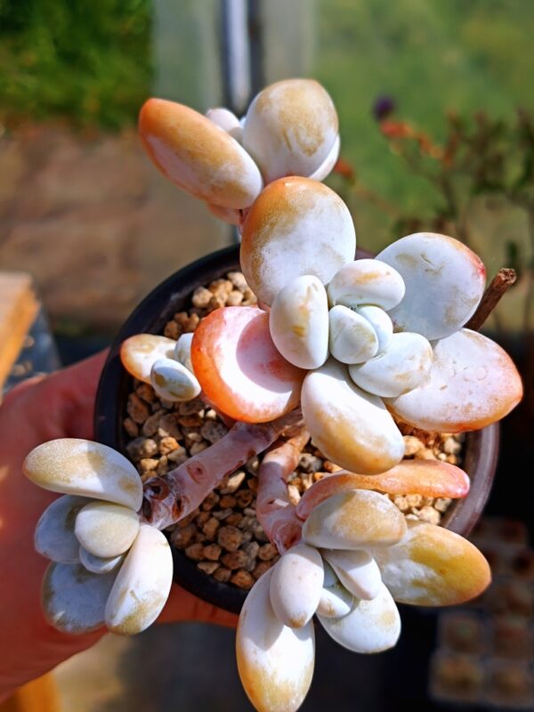 Pachytphytum Cuicatecanum cluster