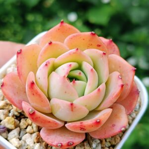 Echeveria Flowery