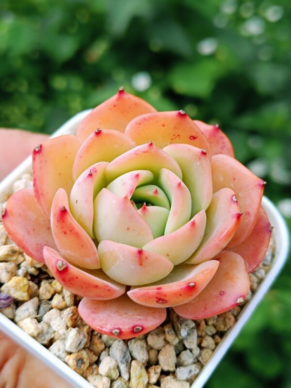 Echeveria Flowery