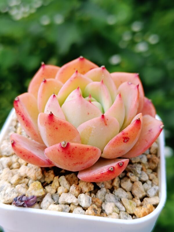 Echeveria Flowery – Image 2