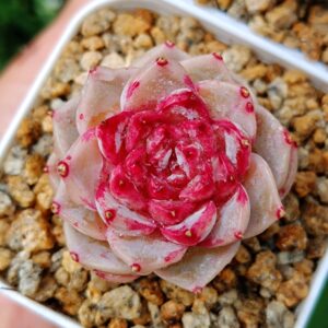 Echeveria Red Velvet