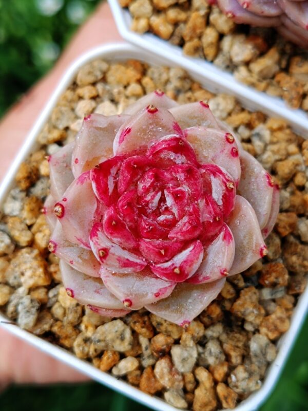 Echeveria Red Velvet