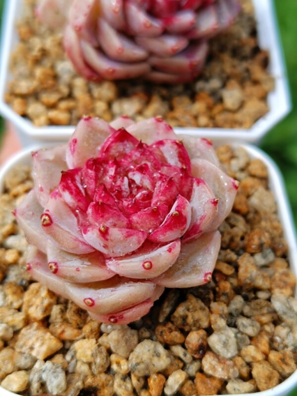 Echeveria Red Velvet – Image 2