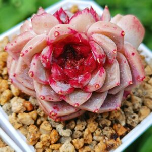Echeveria Red Velvet double têtes