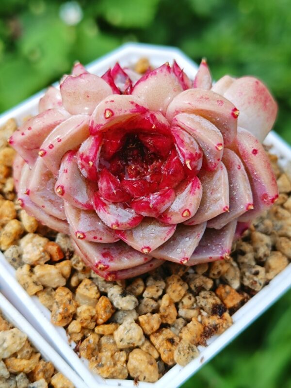 Echeveria Red Velvet double têtes