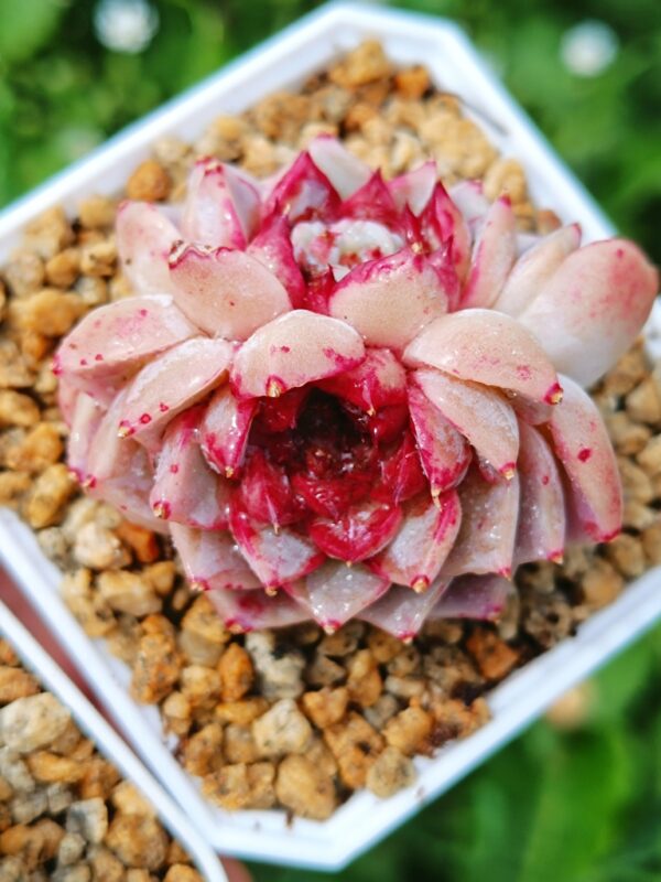 Echeveria Red Velvet double têtes – Image 2
