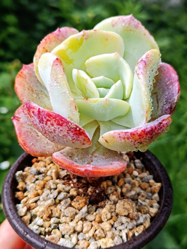 Echeveria Peach Girl