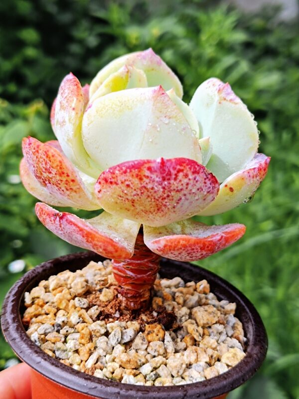 Echeveria Peach Girl – Image 2