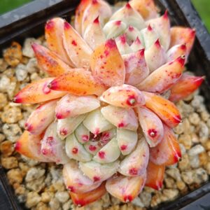 Echeveria Diamond Carolata double têtes