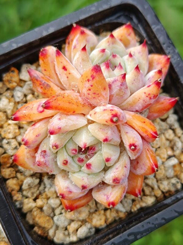 Echeveria Diamond Carolata double têtes