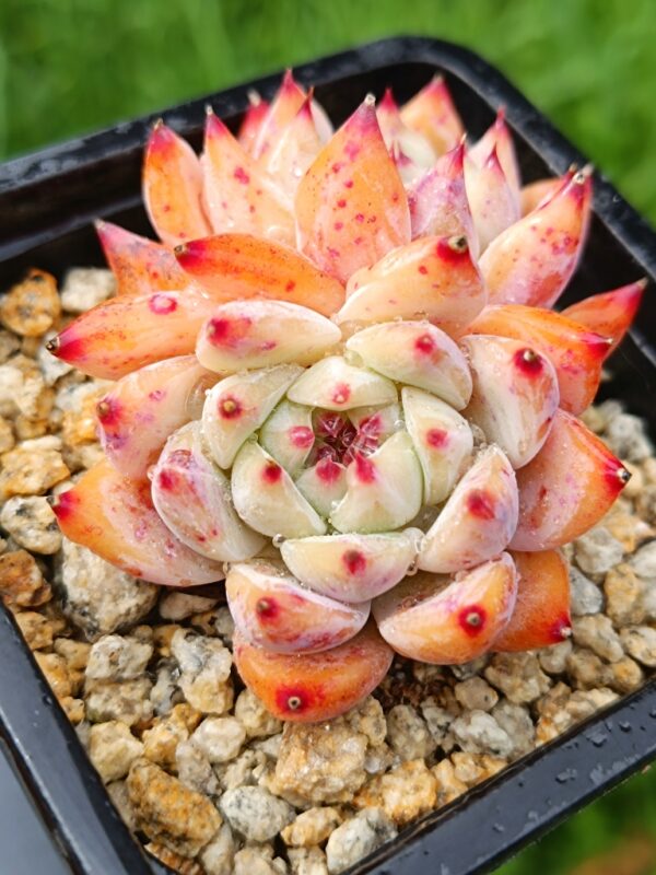 Echeveria Diamond Carolata double têtes – Image 2