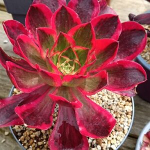 Aeonium Phantom
