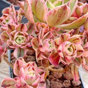 Aeonium Marnier Lapostolle variegated