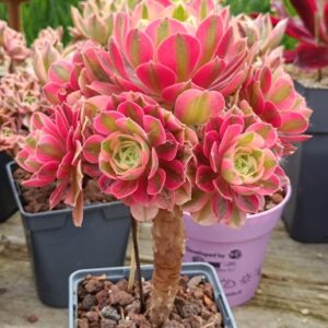 Aeonium Pink Witch cluster