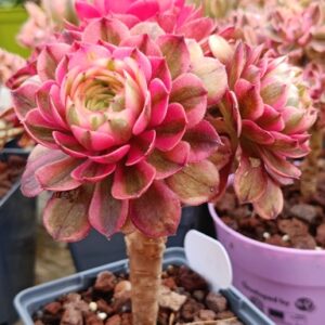 Aeonium Litchi cluster