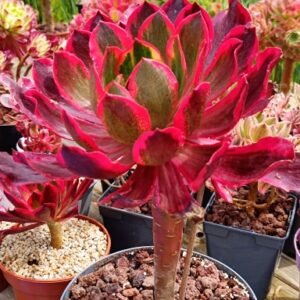 Aeonium Phantom double têtes