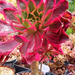 Aeonium Phantom cluster
