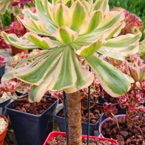 Aeonium Zeus