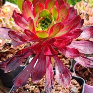 Aeonium Phoenix Flame variegata