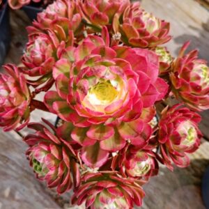 Aeonium Qingcheng cluster